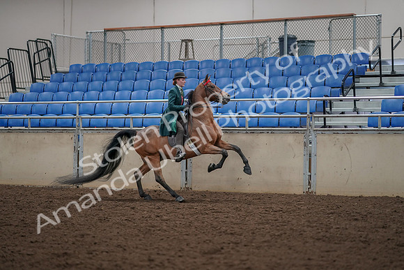 2019 Morgan Horse Show - Aug 30, 2019 - 28173