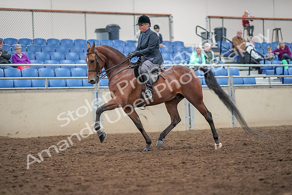 2019 Morgan Horse Show - Aug 30, 2019 - 20362