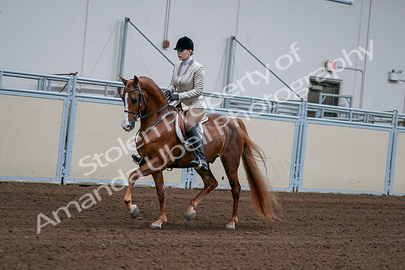 2020 - AB Morgan Horse - Fri, Sept 04 - 01624