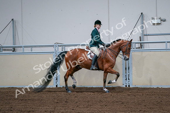 2020 - AB Morgan Horse - Fri, Sept 04 - 01867