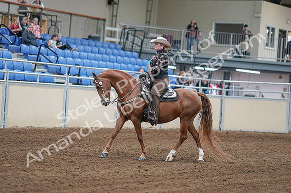 2020 - AB Morgan Horse - Fri, Sept 04 - 08317