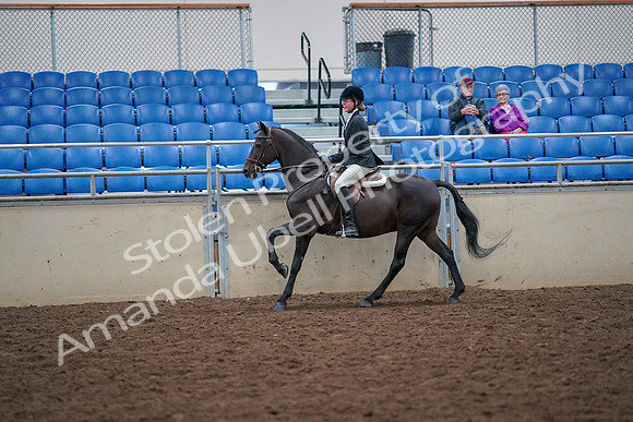 2019 Morgan Horse Show - Aug 30, 2019 - 20652