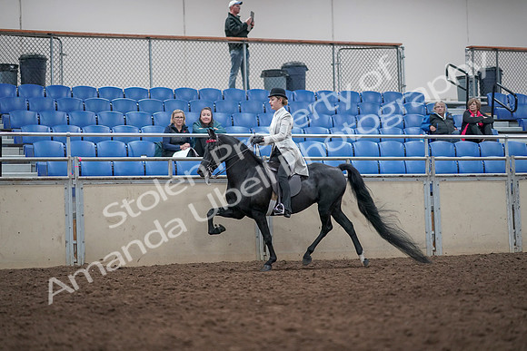 2019 Morgan Horse Show - Aug 31, 2019 - 09419