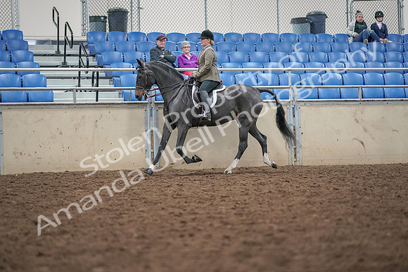 2019 Morgan Horse Show - Aug 30, 2019 - 20279
