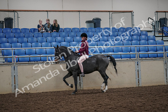 2019 Morgan Horse Show - Aug 30, 2019 - 31133