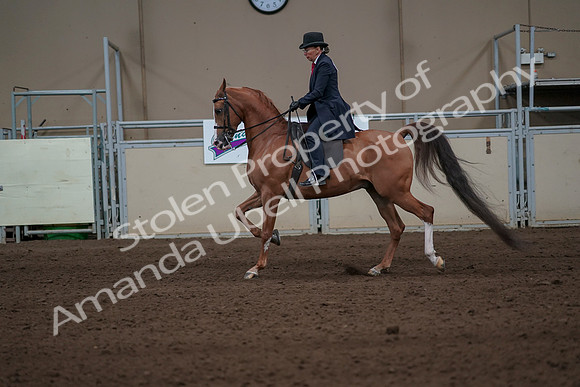 2019 Morgan Horse Show - Sept 01, 2019 - 11922