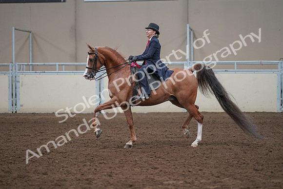 2019 Morgan Horse Show - Sept 01, 2019 - 12133