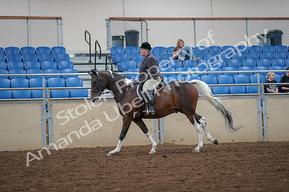2019 Morgan Horse Show - Aug 30, 2019 - 16338
