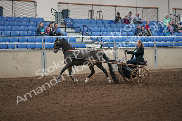 2019 Morgan Horse Show - Aug 31, 2019 - 04229