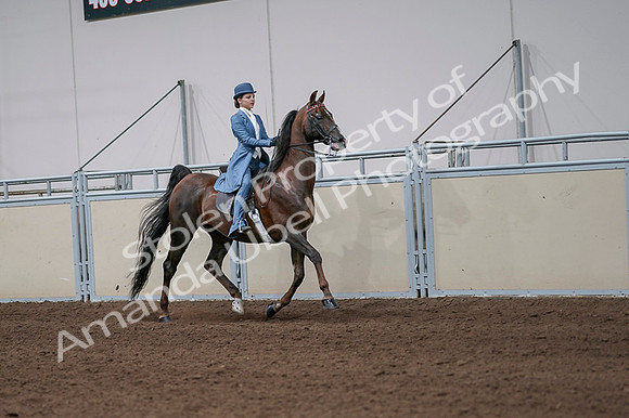 2020 - AB Morgan Horse - Fri, Sept 04 - 05111