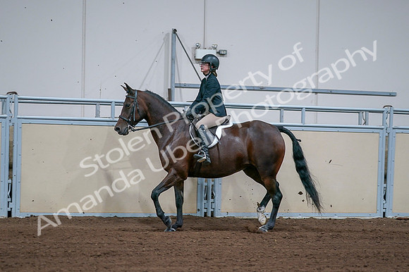 2020 - AB Morgan Horse - Fri, Sept 04 - 01667