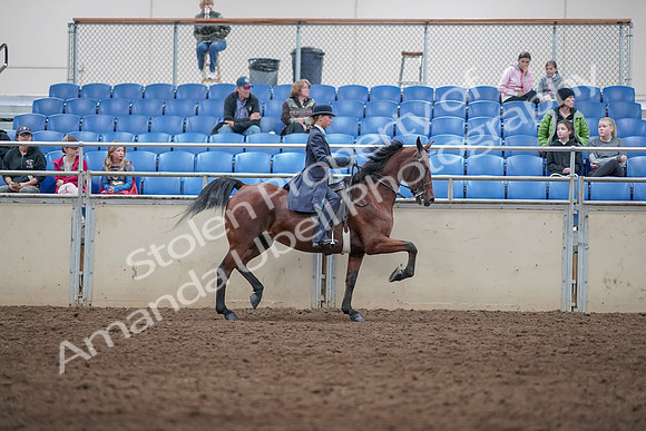 2019 Morgan Horse Show - Aug 31, 2019 - 09548