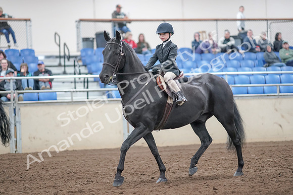 2019 Morgan Horse Show - Aug 31, 2019 - 19410