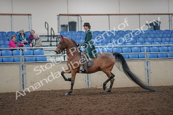 2019 Morgan Horse Show - Aug 30, 2019 - 27888