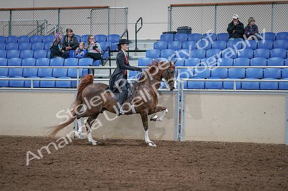 2020 - AB Morgan Horse - Fri, Sept 04 - 09873