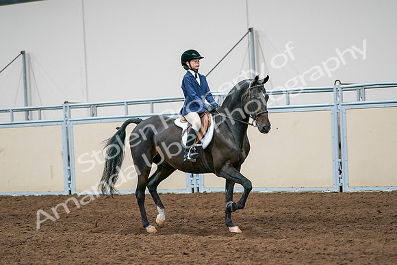 2020 - AB Morgan Horse - Sun, Sept 06 - 08116