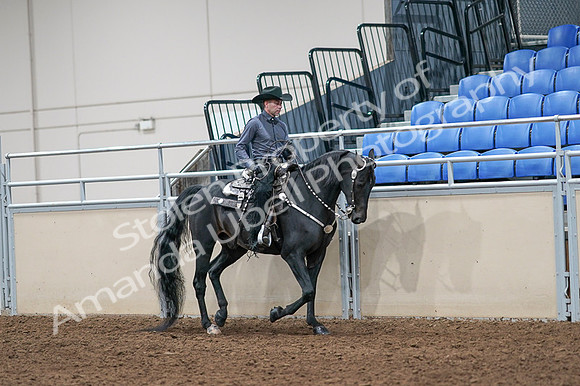 2020 - AB Morgan Horse - Fri, Sept 04 - 08462