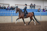 2019 Morgan Horse Show - Aug 31, 2019 - 20368