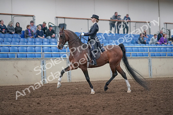 2019 Morgan Horse Show - Aug 31, 2019 - 20368
