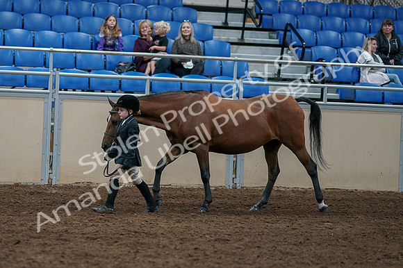 2020 - AB Morgan Horse - Fri, Sept 04 - 00898