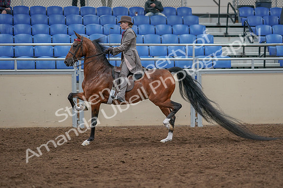 2020 - AB Morgan Horse - Fri, Sept 04 - 11388