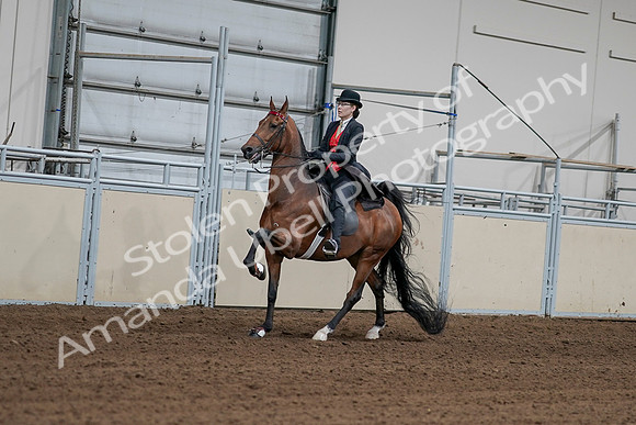 2020 - AB Morgan Horse - Sat, Sept 05 - 06708