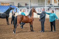 2020 - AB Morgan Horse - Sat, Sept 05 - 00104