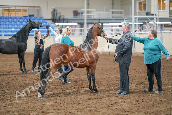 2020 - AB Morgan Horse - Sat, Sept 05 - 00104