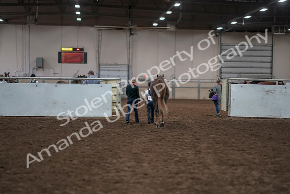 2019 Morgan Horse Show - Aug 31, 2019 - 02835