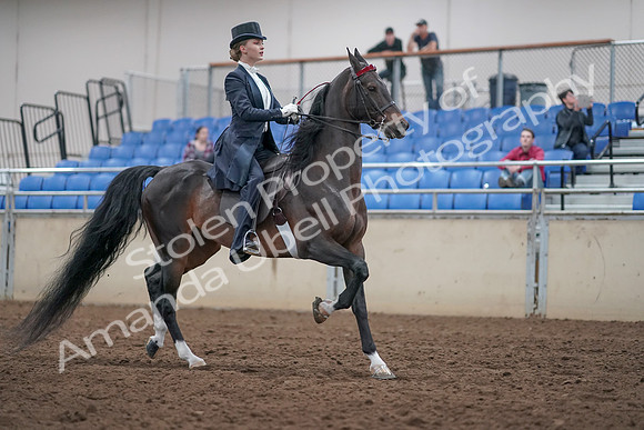2019 Morgan Horse Show - Aug 31, 2019 - 20700