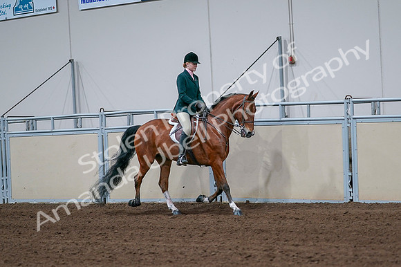 2020 - AB Morgan Horse - Fri, Sept 04 - 01854