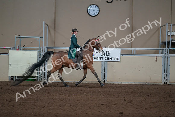 2019 Morgan Horse Show - Sept 01, 2019 - 13336