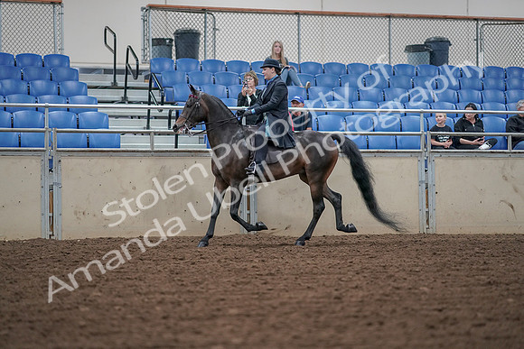2019 Morgan Horse Show - Aug 30, 2019 - 15294