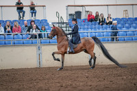 2019 Morgan Horse Show - Aug 31, 2019 - 19924