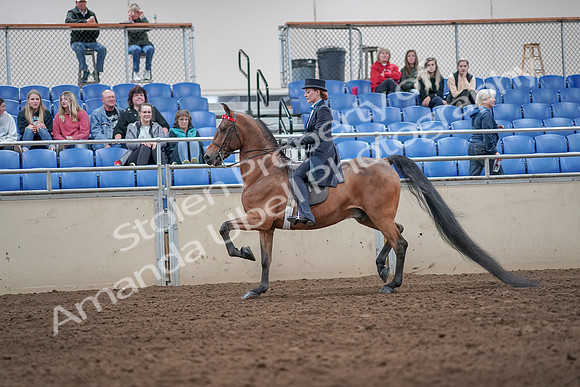2019 Morgan Horse Show - Aug 31, 2019 - 19924