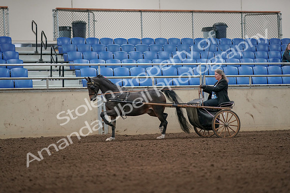 2019 Morgan Horse Show - Aug 31, 2019 - 04306