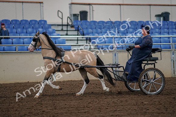 2019 Morgan Horse Show - Aug 30, 2019 - 13217