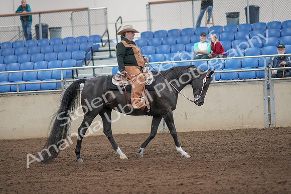 2019 Morgan Horse Show - Aug 31, 2019 - 06206
