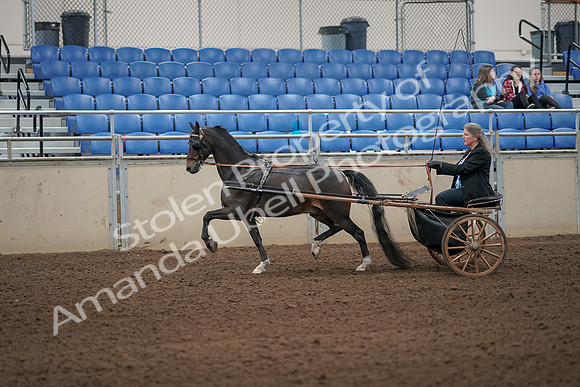 2019 Morgan Horse Show - Aug 31, 2019 - 04239