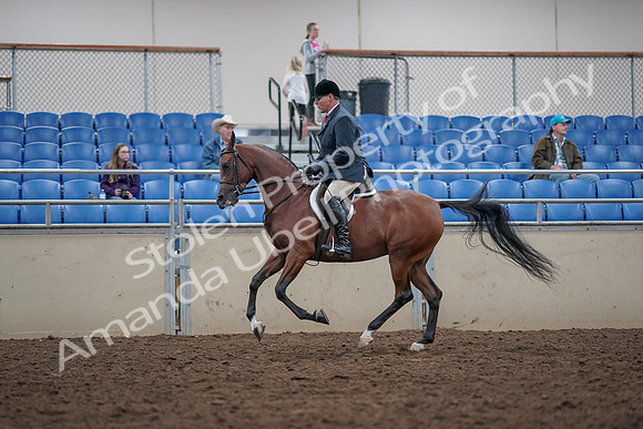 2019 Morgan Horse Show - Aug 31, 2019 - 15063