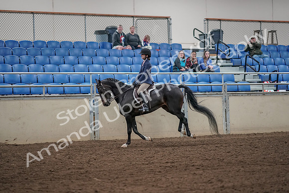 2019 Morgan Horse Show - Aug 31, 2019 - 05077