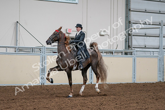 2020 - AB Morgan Horse - Sat, Sept 05 - 13106