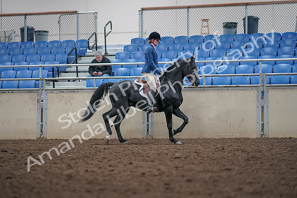2019 Morgan Horse Show - Aug 31, 2019 - 16711