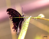 Insects - 008