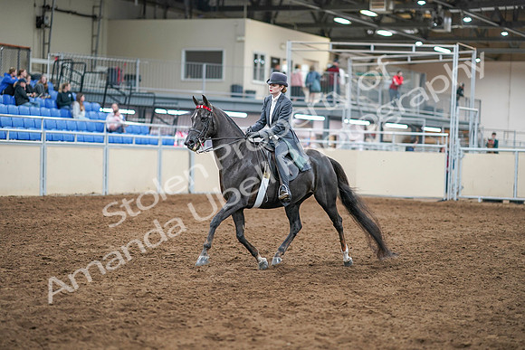 2020 - AB Morgan Horse - Sun, Sept 06 - 08294