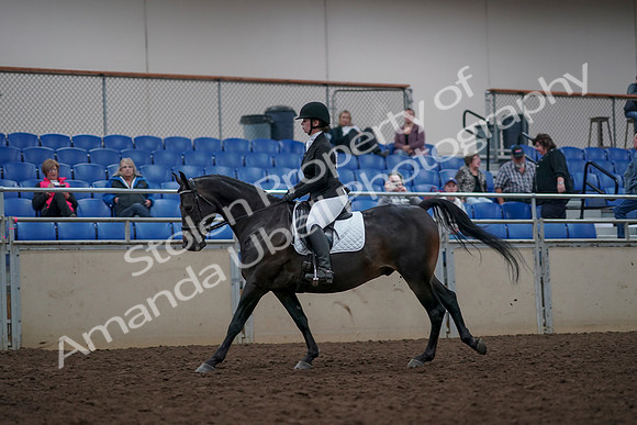 2019 Morgan Horse Show - Aug 31, 2019 - 16659