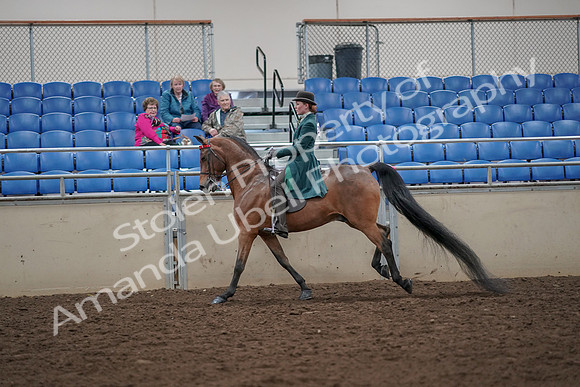 2019 Morgan Horse Show - Aug 30, 2019 - 28047