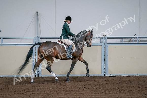 2020 - AB Morgan Horse - Fri, Sept 04 - 01775