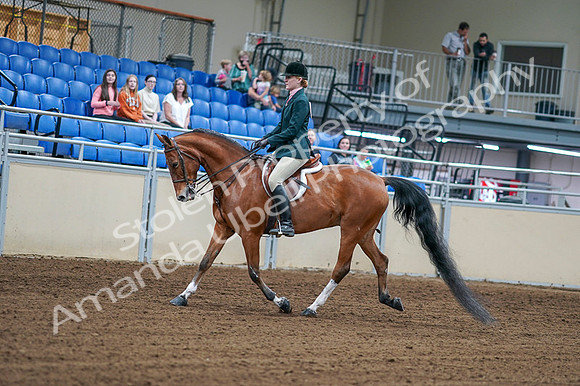 2020 - AB Morgan Horse - Fri, Sept 04 - 01549