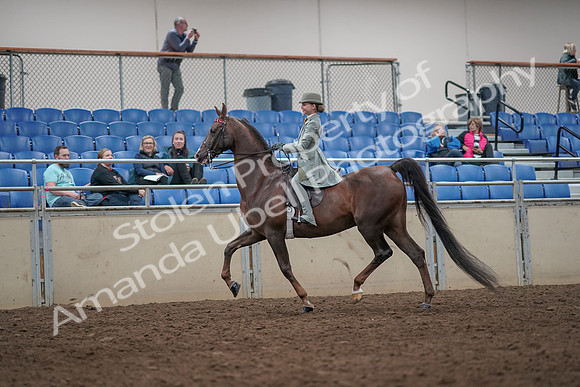 2019 Morgan Horse Show - Aug 31, 2019 - 07660